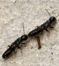 Bug-Man Pest Control Fleming Island