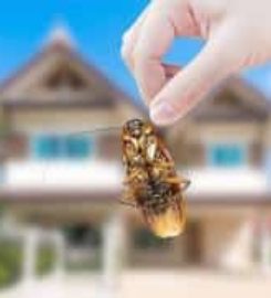 Pest Control North Shore Auckland