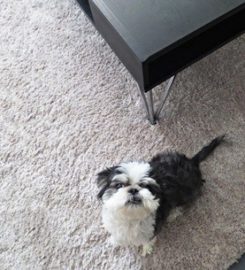 Carpet Cleaning West Palm Beach