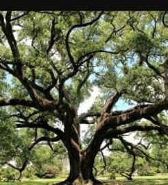 Tree Guardian LLC
