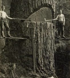 Tree Guardian LLC