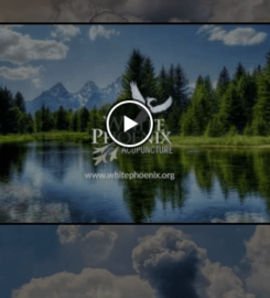 White Phoenix Acupuncture