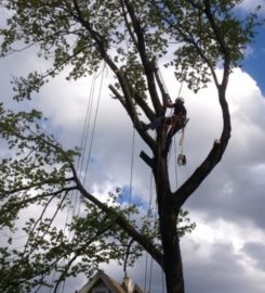 Tree Removal East York