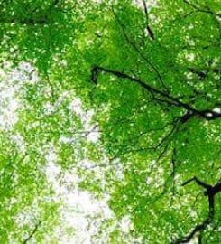 Allentown Tree Service LLC