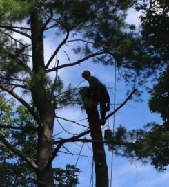 Tree Removal East York