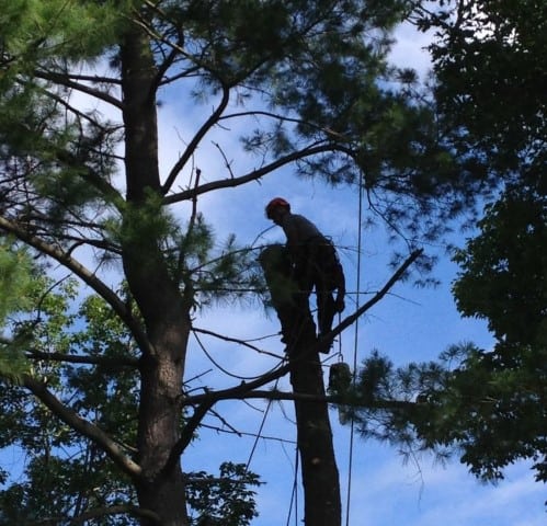 Tree Removal East York