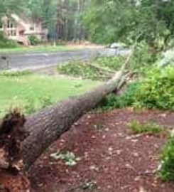 Allentown Tree Service LLC