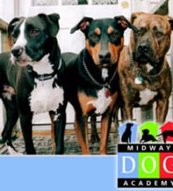 Midway Dog Academy