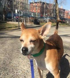 Swifto Dog Walking
