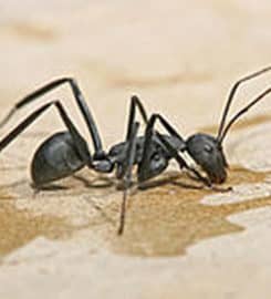 RVA Pest Control