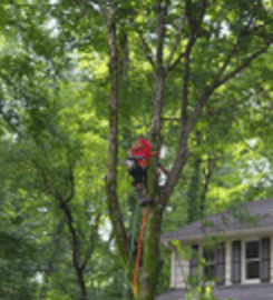 Tree Services Alpharetta
