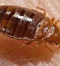 RVA Pest Control