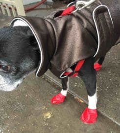 Swifto Dog Walking