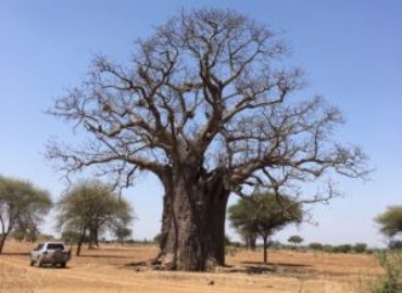 Friends of Africa Family Safaris Ltd