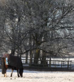 Bourne Vale Stables LLP