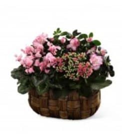 Same Day Flower Delivery Phoenix AZ – Send Flowers