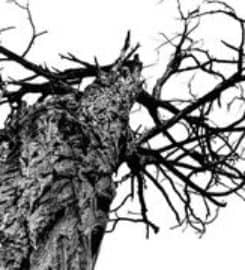 Martin Tree Service, LLC