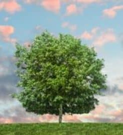 Martin Tree Service, LLC