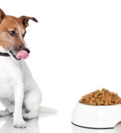Simply Pets CBD Cannabis Hemp Oil