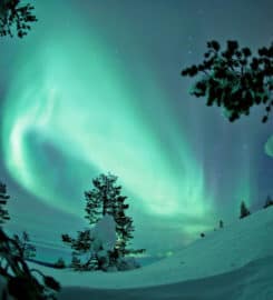 Wild About Lapland