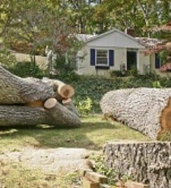 Pflugerville Tree Service and Removal