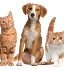 Simply Pets CBD Cannabis Hemp Oil