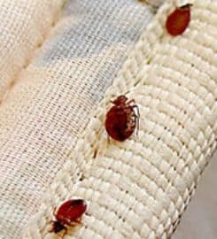 Phoenix Bed Bug Expert
