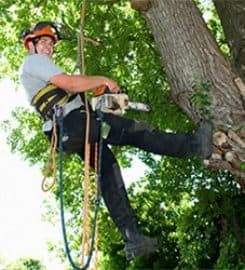 Pflugerville Tree Service and Removal