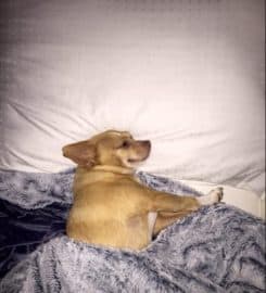 National Service Animal Registry