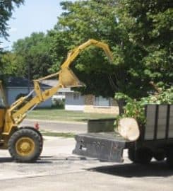 Pflugerville Tree Service and Removal