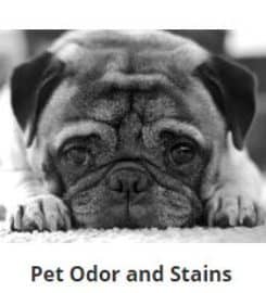 Appleton Carpet Cleaning
