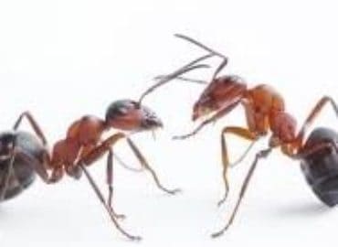 Pest Control Huntngton NY