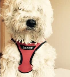 National Service Animal Registry