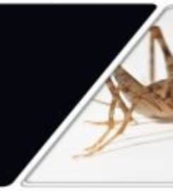 Middletown Pest Control Experts