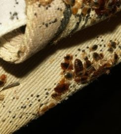 Phoenix Bed Bug Expert