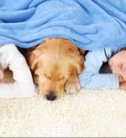 Terrific Carpet Cleaning