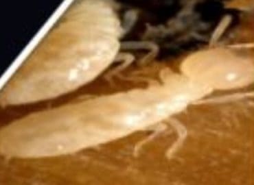 Marlboro Pest Control Experts