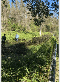 Central Florida Tree & Land