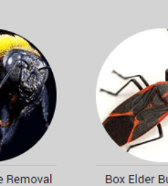 Bigfoot Pest Control