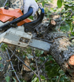 Eric Cartwright's Custom Tree Care