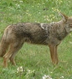 Advanced Wildlife Removal