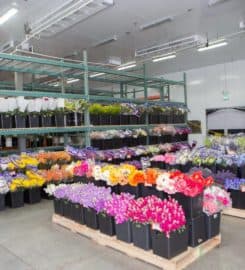 Arizona Flower Market