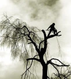 Notts Trees