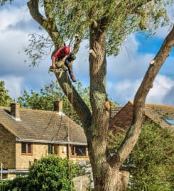 Notts Trees
