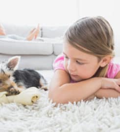 Geelong’s Cleanest Carpets