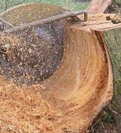 Notts Trees