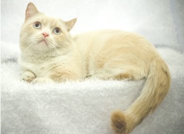 CatSmart Supply & Distribution Pte Ltd