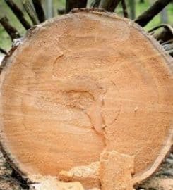 Tree Removal Mississauga