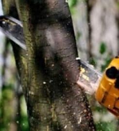 Tree Removal Mississauga