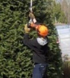 Tree Removal Mississauga